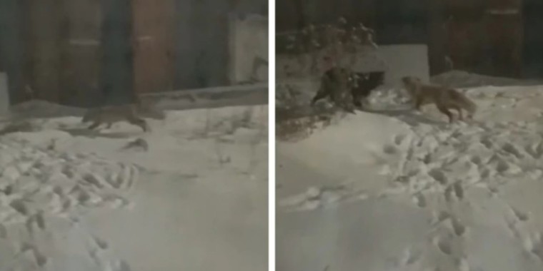 Ақмола облысында құтырған түлкілер адамдарға шауып жатыр