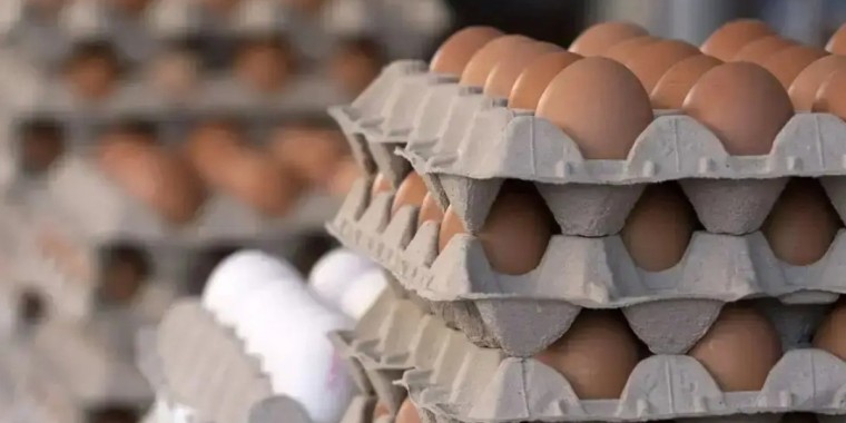 Қазақстанға тауық жұмыртқасын әкелуге тыйым салынды