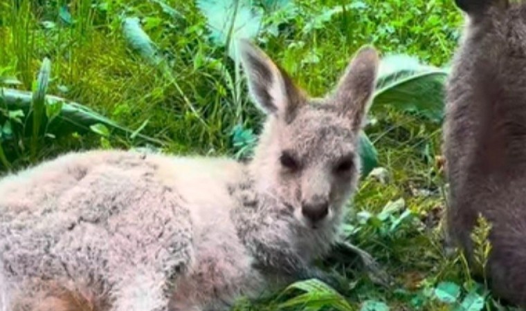 Қазақстандықтар кенгурудың төліне есім ұсына алады