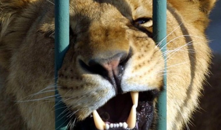 Семейде тұрғындар арыстандарға тас лақтырған: Полиция тексеріс бастады