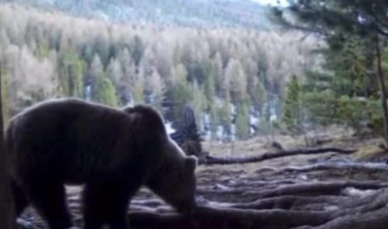 Катонқарағайда аюлар қысқы ұйқысынан оянды