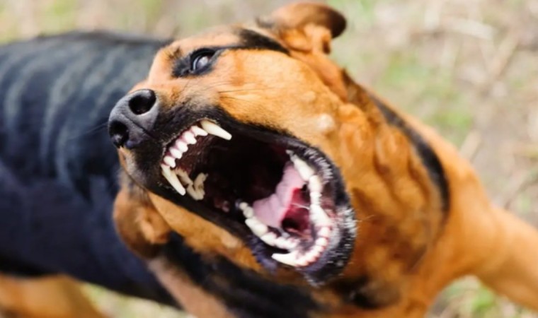 Көкшетауда аяғы ауыр әйелді қараусыз жүрген иттер талап тастады