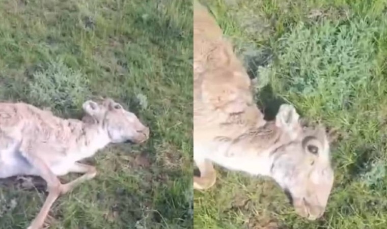 ШҚО-да киіктер қырылып жатыр. Халық алаңдаулы