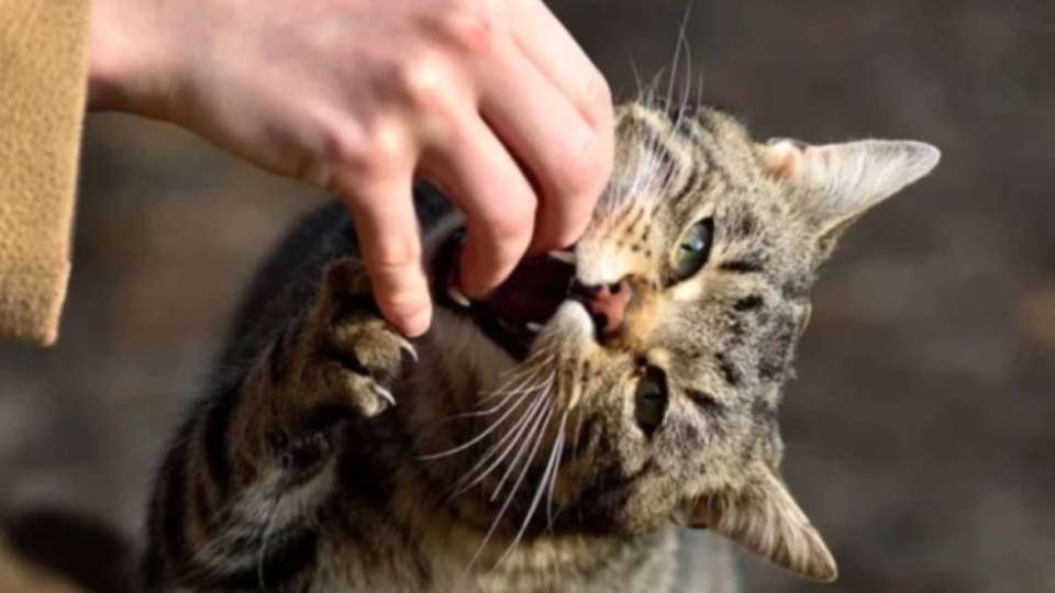 Қаңғыбас мысық тістеп алған маңғыстаулық тұрғын көз жұмды