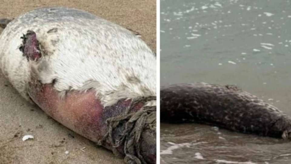 Итбалықтардың жаппай қырылуы: өлексе саны жүзден асты