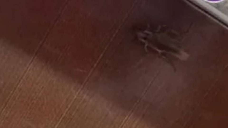 Алматыда тарақан қаптап кеткен балабақша тексеріліп жатыр