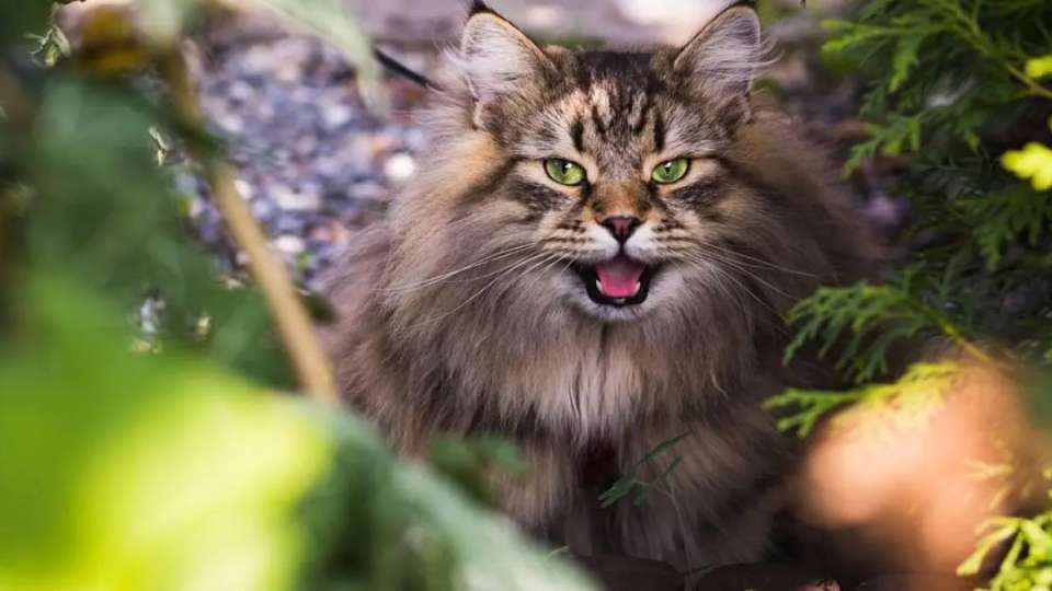 Маңғыстауда мысық тырнап алған адам құтырудан көз жұмды