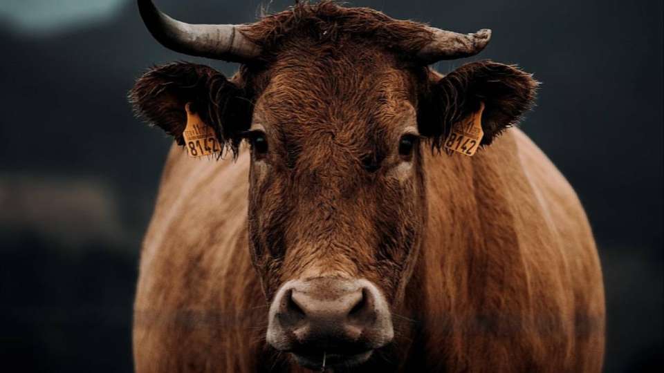 Алматы облысының әкімдігі сібір жарасы көмілген орынға қатысты жағдайды түсіндірді