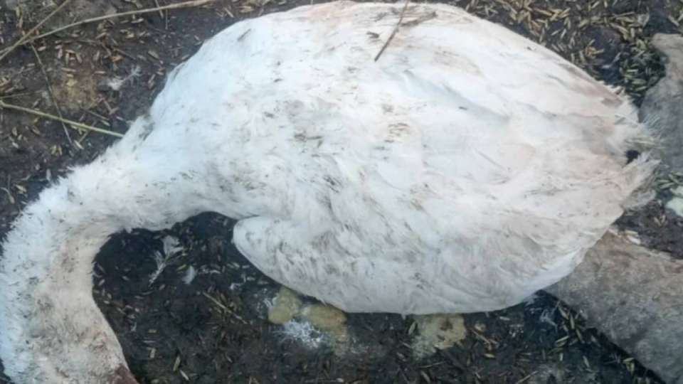 Павлодарда үй құстарының неден қырылғаны анықталмай отыр