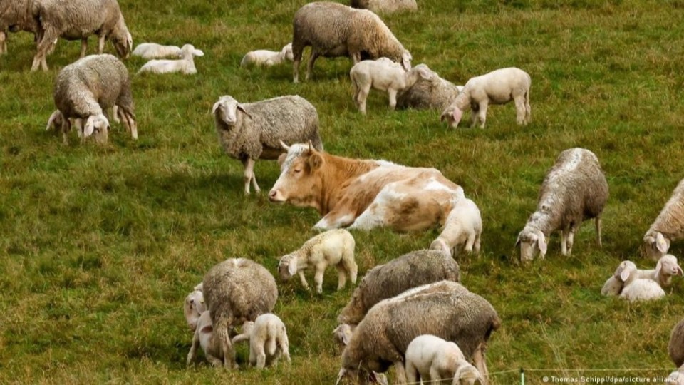 Қасапшыдан қашып кеткен сиыр қойларды паналапты