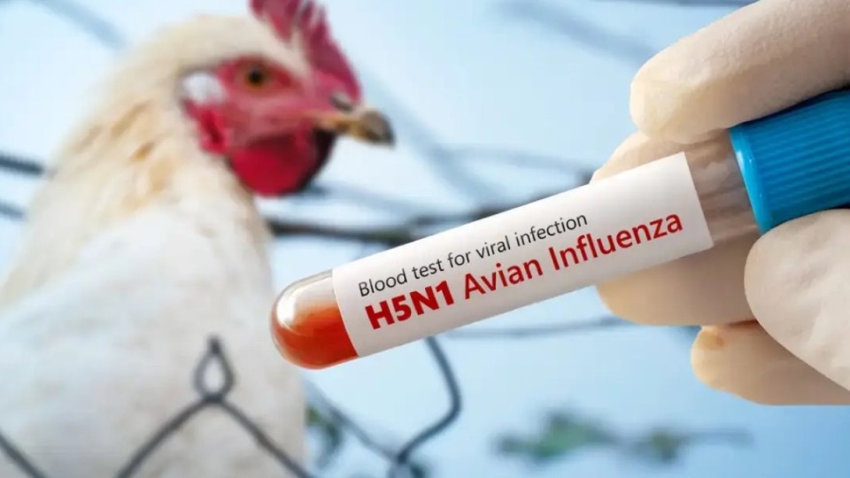 Әлемде алғаш рет құс тұмауынан адам қайтыс болды