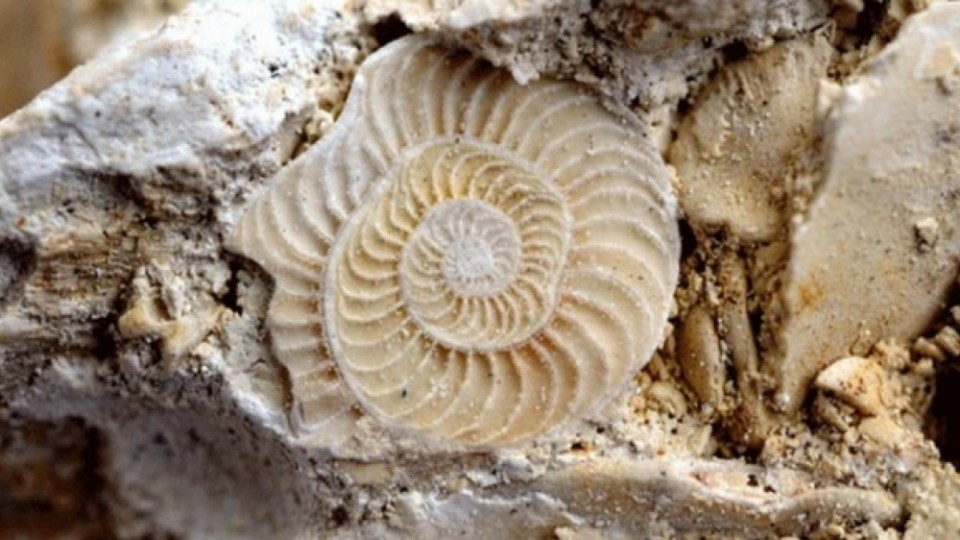 Фораминифералар? — адам баласына мұхит түбінен жеткен ескерту