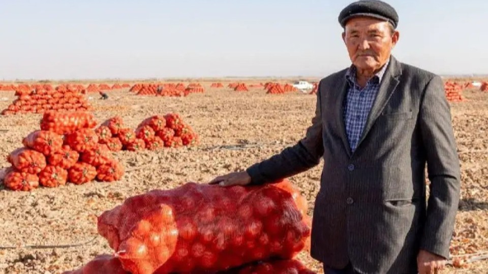 Жамбыл облысы пияз экспортынан көш бастады