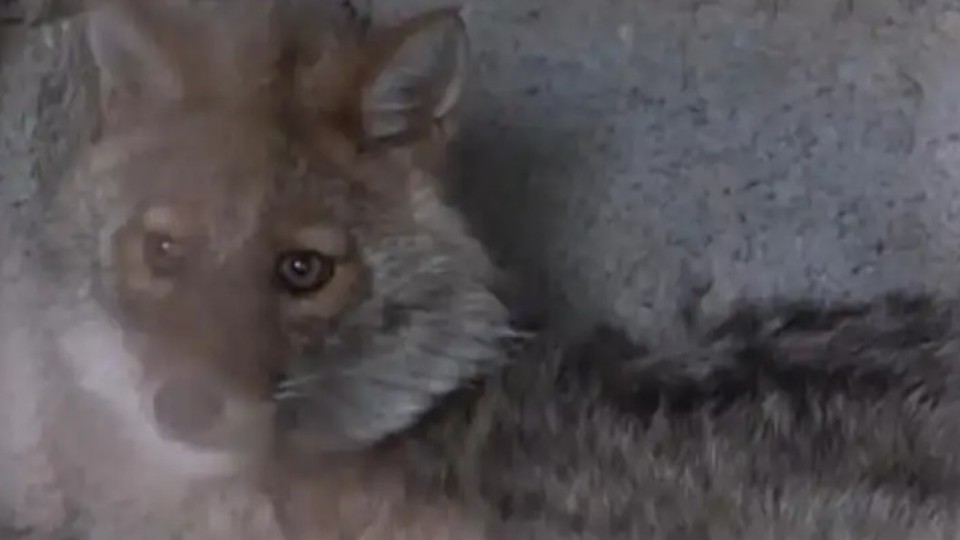 Солтүстік Қазақстанда түлкі баланы қауып алды