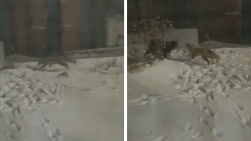 Ақмола облысында құтырған түлкілер адамдарға шауып жатыр