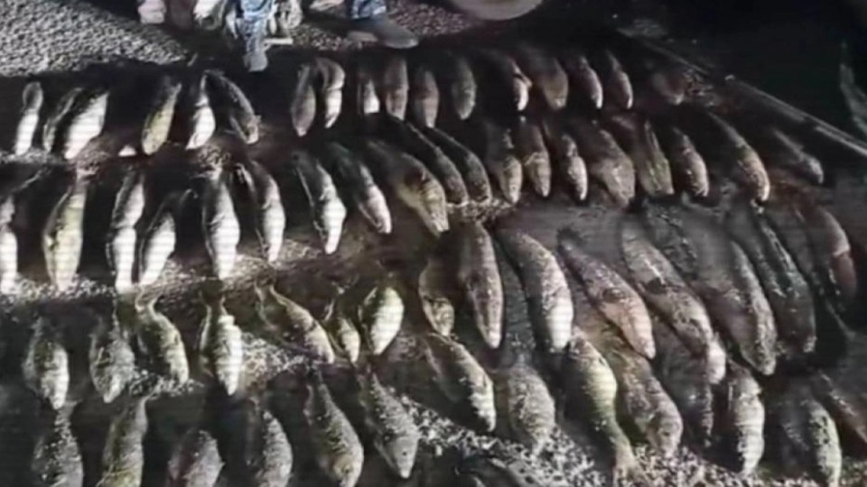 640 келі балық аулаған браконьерлер сотталды