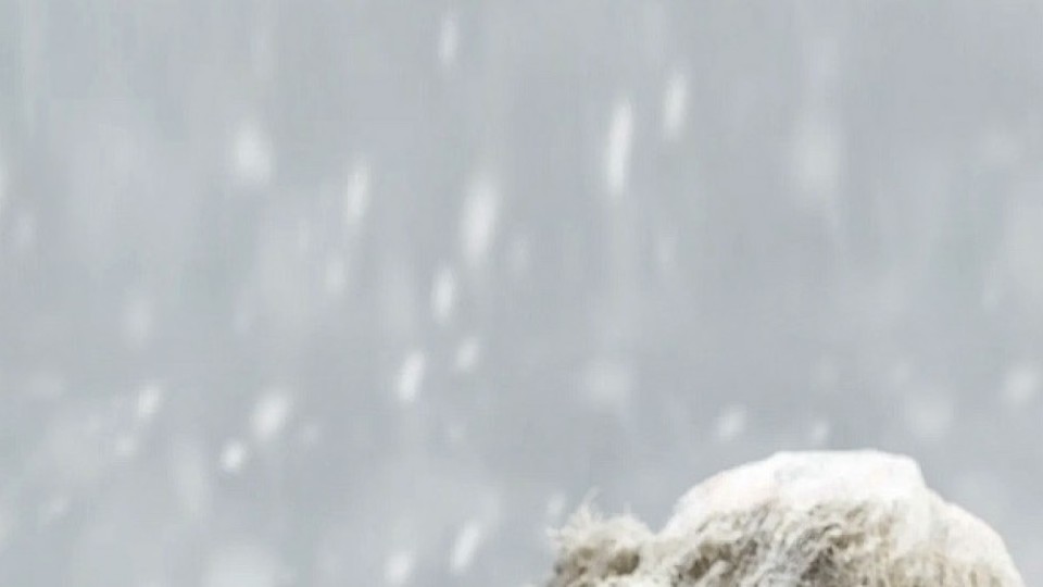 Алдағы үш күнде 35 градус аяз болады