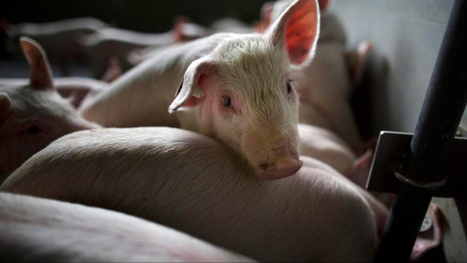 Ер адам 17 жастағы қызды өзінің шошқаларына жем қылып, 23 жылға сотталды (ФОТО)