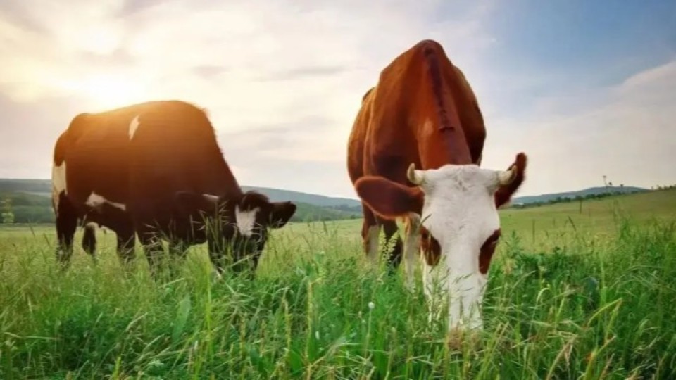 Павлодар облысында заңсыз сатылған жайылымдық жер қайтарылды
