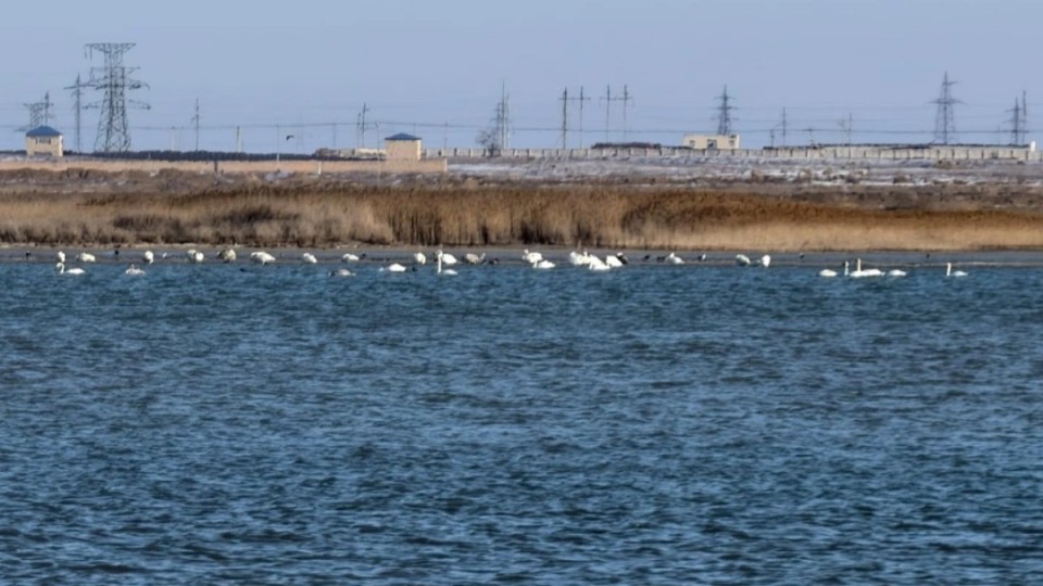 Маңғыстауда теңіз жағалауынан аққулардың өлексесі табылды