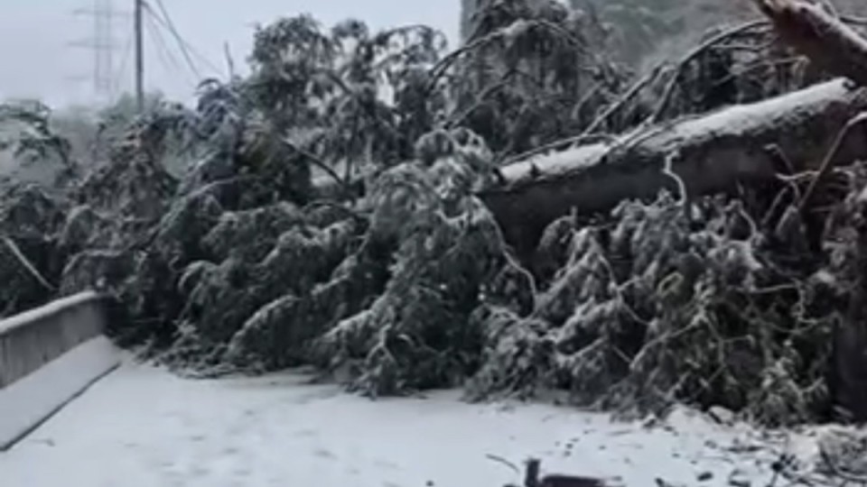 Алматыда дауыл салдарынан Шымбұлақта алып ағаш құлады