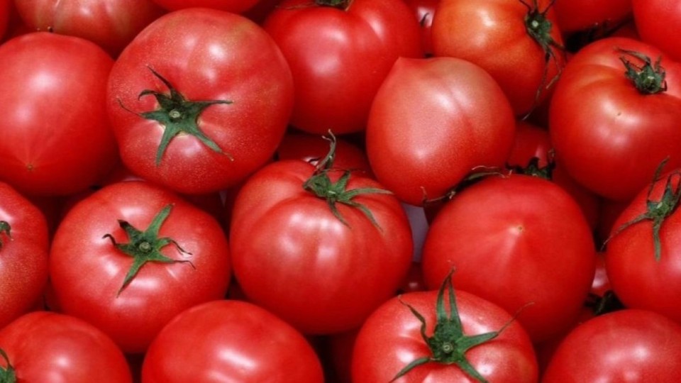 Ресейден әкелінген қызанақтан вирус шықты