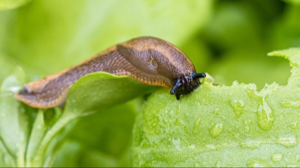 "420 күн комада жатып қалды": 28 жастағы жігіт ұлу жеймін деп бәстесіп, көз жұмды (ФОТО)