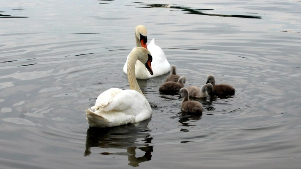 Ақтау жағалауында өлі аққулар табылды