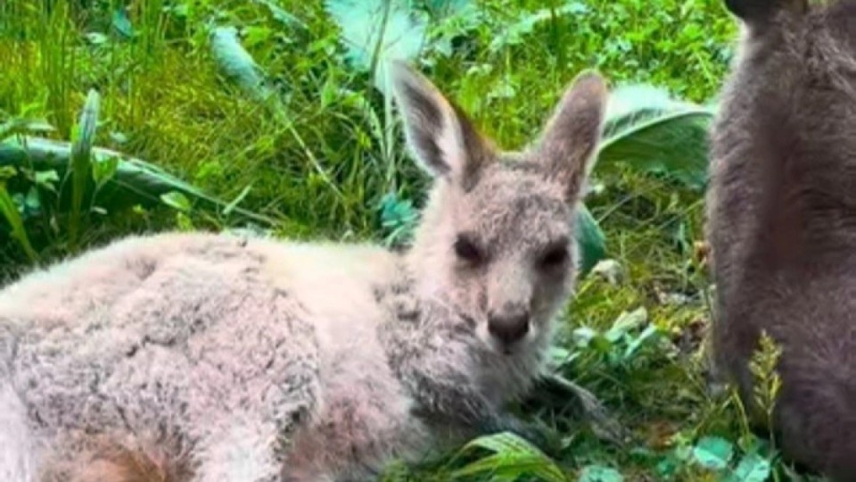 Қазақстандықтар кенгурудың төліне есім ұсына алады