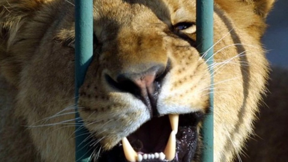 Семейде тұрғындар арыстандарға тас лақтырған: Полиция тексеріс бастады