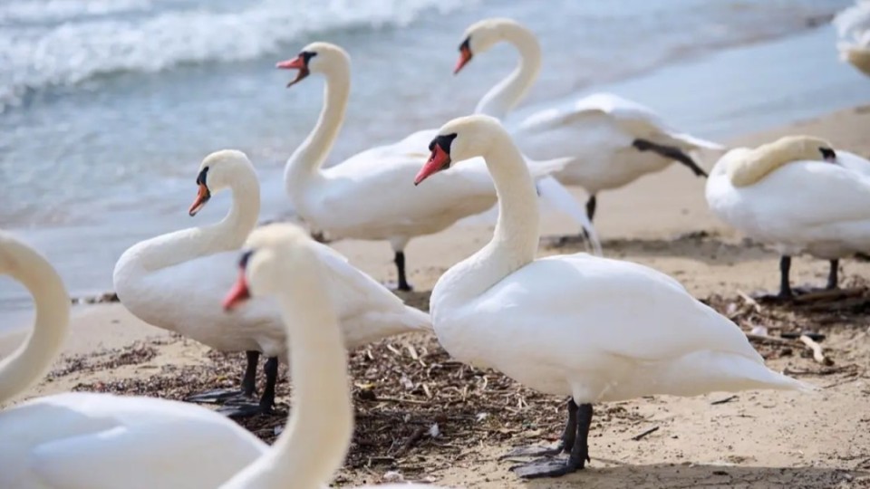 Каспий жағалауынан табылған аққу өлекселеріне қатысты түсініктеме жарияланды