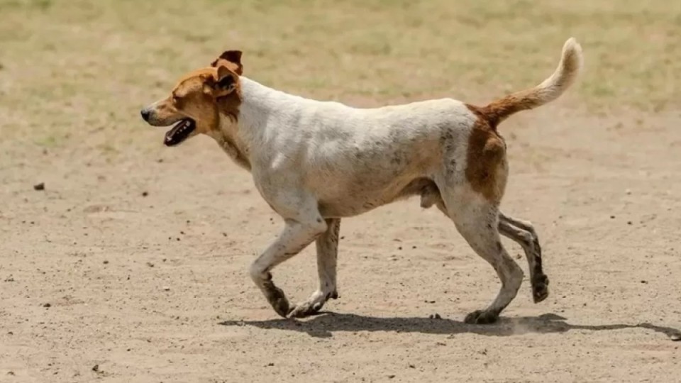 Шымкент әуежайында ұшақ итті қағып кетті