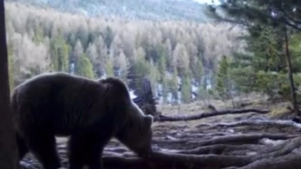 Катонқарағайда аюлар қысқы ұйқысынан оянды