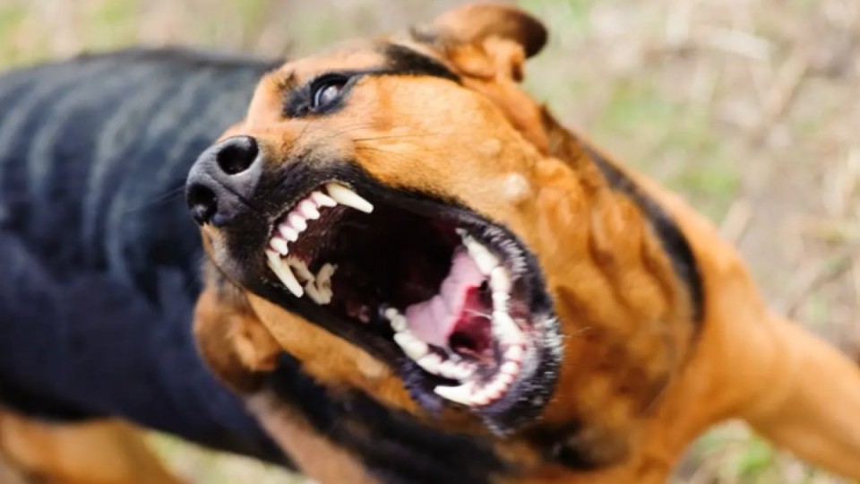 Көкшетауда аяғы ауыр әйелді қараусыз жүрген иттер талап тастады