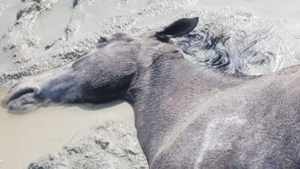 Маңғыстауда қолайсыз ауа райынан жүз елуден астам мал қырылды