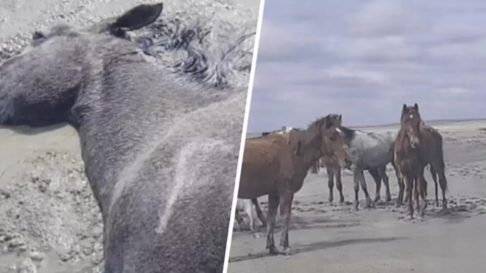Маңғыстауда нөсерден кейін 100-ден астам жылқы қырылып қалды
