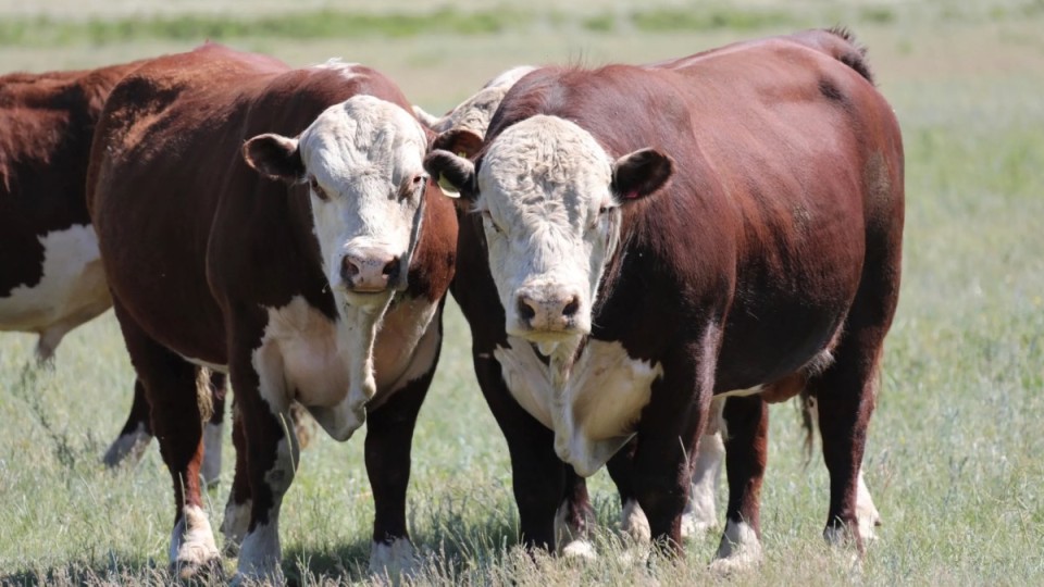 Малға уақтылы вакцина салмаған фермерлер енді айыппұл арқалайды