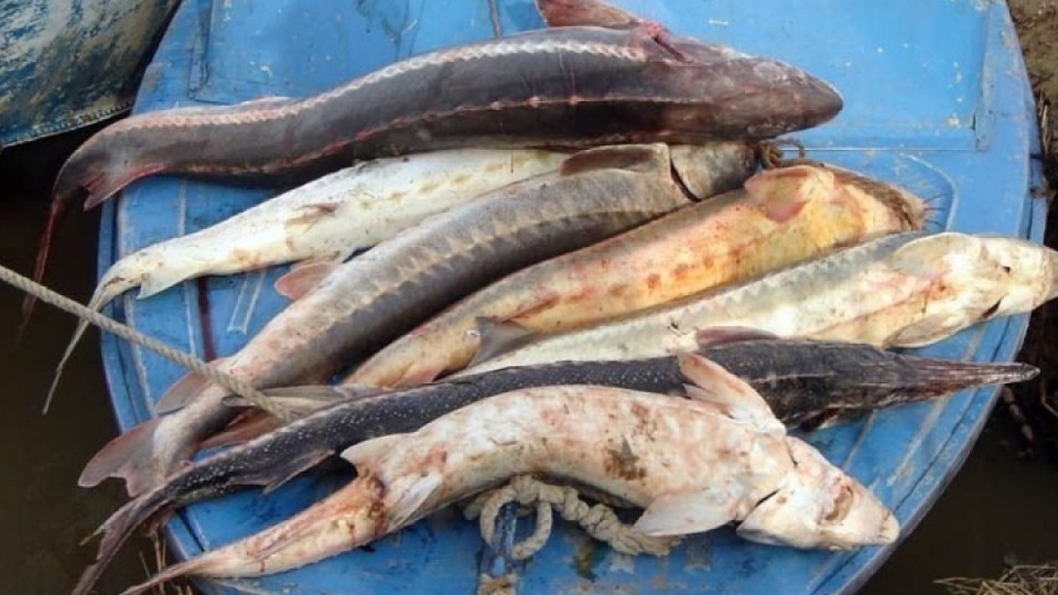Прокуратура ескертті: Енді балық өнімін сатып алу қылмыс болуы мүмкін