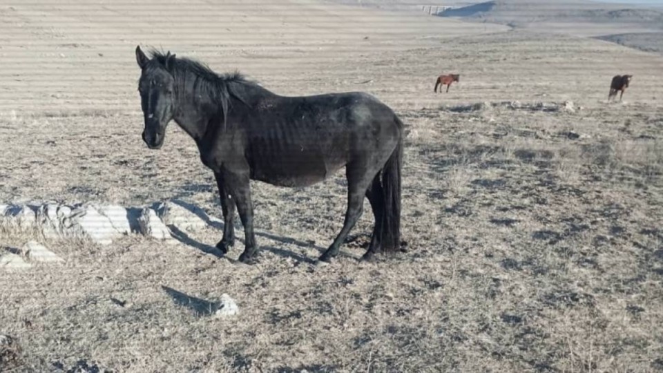 Шекарада 1000 басқа жуық малмен жүк көліктері қолға түсті