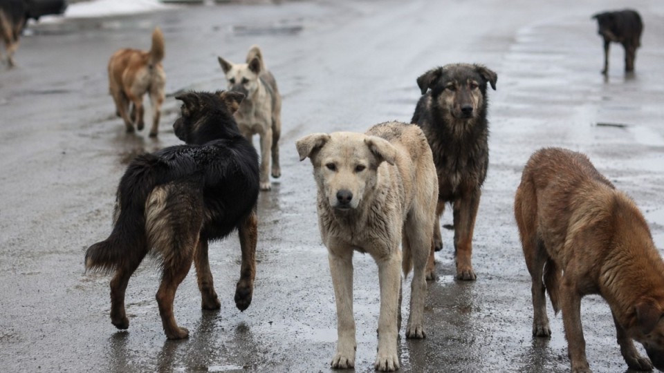 Сенат бұралқы иттерге қатысты даулы түзетулерді Мәжіліске қайтарды