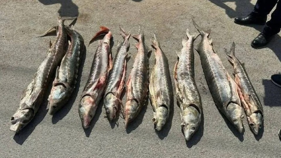Маңғыстауда полиция ондаған келі бекіре мен гашиш тәркіледі
